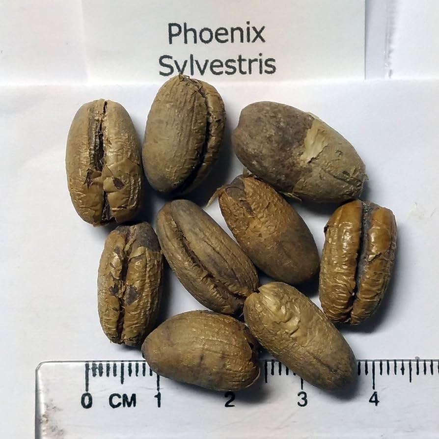 TOMO's　現物「ナツメヤシ」10号　H100ｃｍ　Phoenix 現物「ナツメヤシ」10号 H100cm Phoenix dactylifera